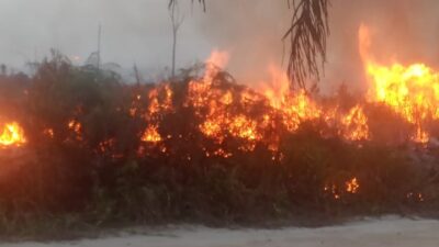 Kurang lebih 200 Hektare lahan terbakar di Kabupaten Bengkayang dusun sategam hingga kini kobaran Api masih menyala.