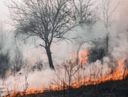 Karhutla di Sungai Raya, Tim Pemadam Api Polres Kubu Raya Berjibaku Padamkan Api