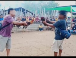 Ketua Parpol di Putussibau Diduga Jadi Panitia Judi Sabung Ayam