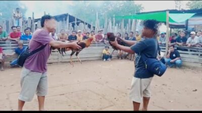 Ketua Parpol di Putussibau Diduga Jadi Panitia Judi Sabung Ayam