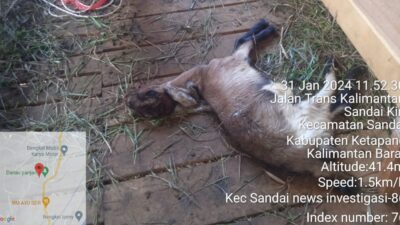 Gila Hampir 50% Bantuan Hewan Ternak Menggunakan Dana DD Desa Istana 2023 Mati.