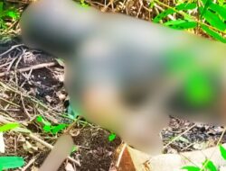 Seorang Pria Ditemukan Tewas Membusuk di Kebun Sawit,setelah 5 hari menghilang 