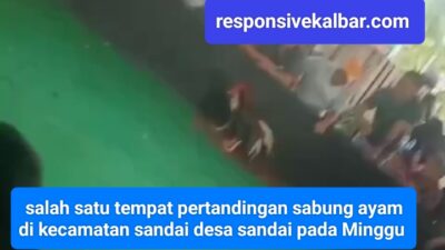 Serunya di tempat terbuka dintonton warga di duga ada tempat pertandingan ayam sabung.