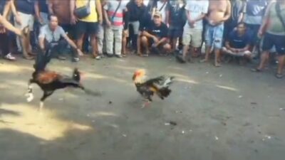 Sintang Gagal Berantas Perjudian Darat, Judi Sabung Ayam di Merano  Semangkin Merajalela