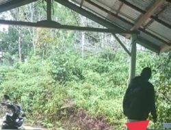 Viral Kejadian Oknum Guru Aniaya Murid di SMP Negri Pinoh Selatan