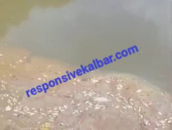 Kerusakan lingkungan di kecamatan Marau akibat PT. Mina mas lakukan Replating manager Humas PT .Mina mas bungkam