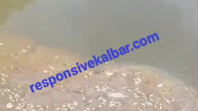 Kerusakan lingkungan di kecamatan Marau akibat PT. Mina mas lakukan Replating manager Humas PT .Mina mas bungkam