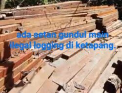 Penemuan Ribuan Batang Kayu di duga milik setan gundul karna tidak  Bertuan.