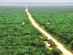 Program,PSR.Provinsi Kalimantanbarat,Th.2020-2022.Cukup fantastis ratusan miliar,di duga ada Penyimpangan.