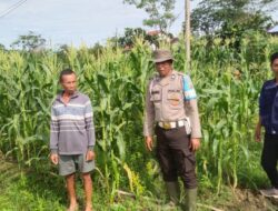 Aiptu Pastiawan, Bintara Penggerak Ketahanan Pangan Polsek Simpang Hilir, Kayong Utara,Perkuat Sinergi di Dusun Sinar Palung