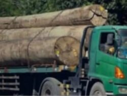 Truk jenis Fuso roda 16 meresahkan warga mensubang dan masyarakat Sandai,pasalnya truk truk itu bermuatan kayu balok berdiameter besar.