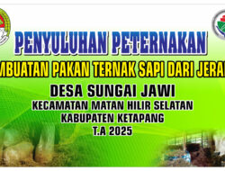“Sungai Jawi Jadi Sentra Ternak Unggul: Pakan Silase Dorong Efisiensi dan Kualitas Hasil Peternak”