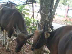 Pererat Sinergi Polri dan Insan Pers, Kapolresta Pontianak Bagikan Daging Qurban