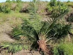 Tersangka Perusakan Ratusan Pohon Sawit Tak Ditahan Setahun Lebih: Korban Desak Keadilan Hukum di Polda Kalbar