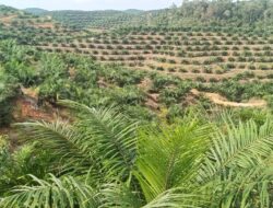 Kuat dugaan Hutan Adat  Dibabat Pengusaha, kebun Sawit ,Warga Pergi Melapor Malah Tidak Direspon Sama APH Polsek