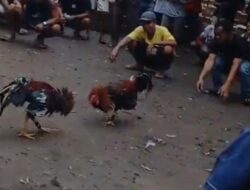 Viral!! kuat dugaan APH bermain mata Judi Sabung Ayam di Desa Keranji Terus Berlangsung” dengan bebas dan di per tonton”di muka umum 